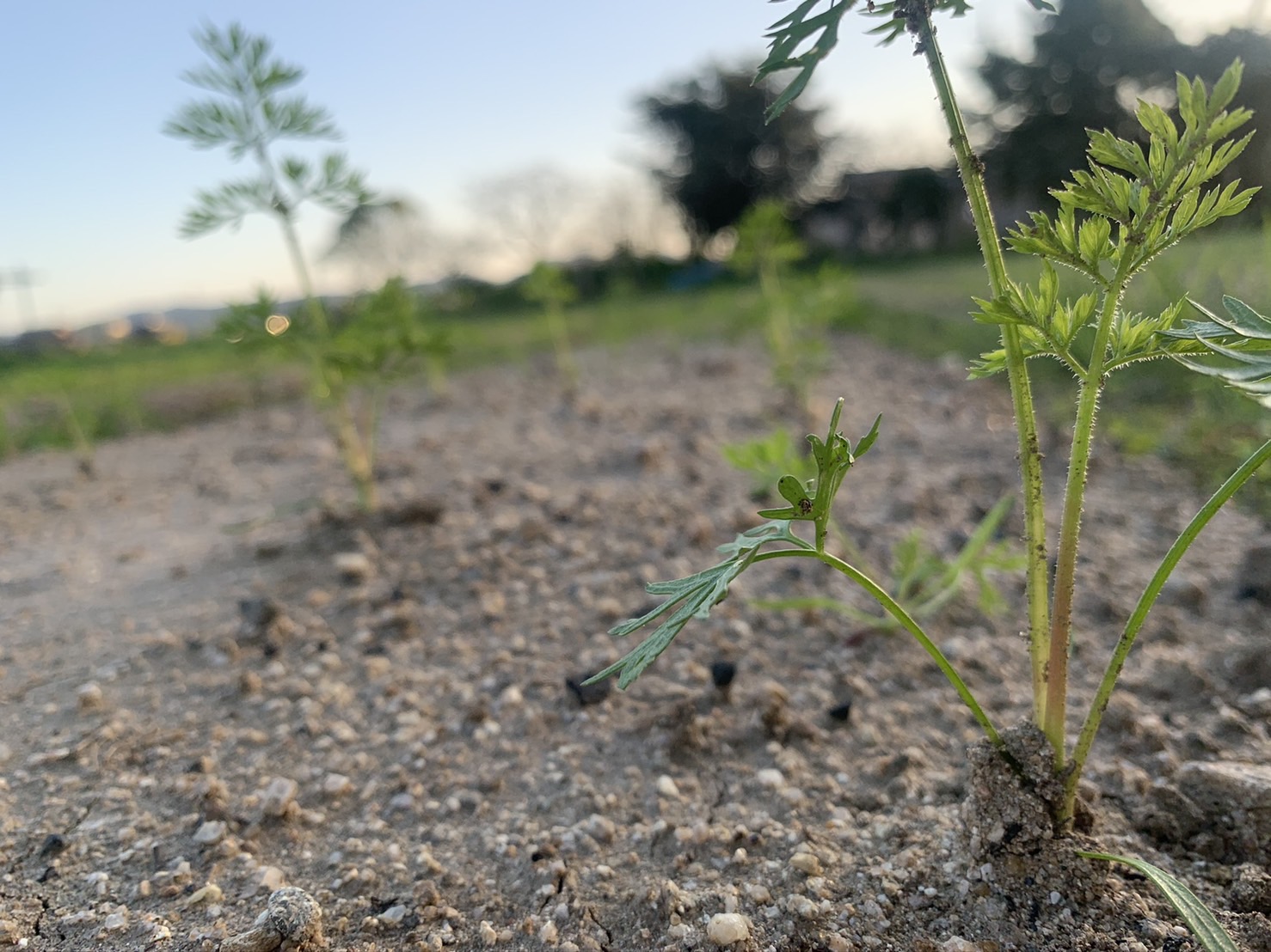 人参ジュースに入っている成分について🥕